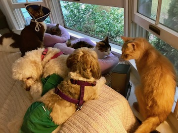 a little cat, his head in an e-collar, is sharing the couch with other special-needs dogs and cats